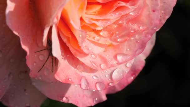 Κινηματογράφηση σε πρώτο πλάνο ένα όμορφο ροζ τριαντάφυλλο με τη βροχή που πέφτει — Αρχείο Βίντεο
