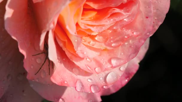 Primer plano de una hermosa rosa rosa con gotas de lluvia — Vídeos de Stock