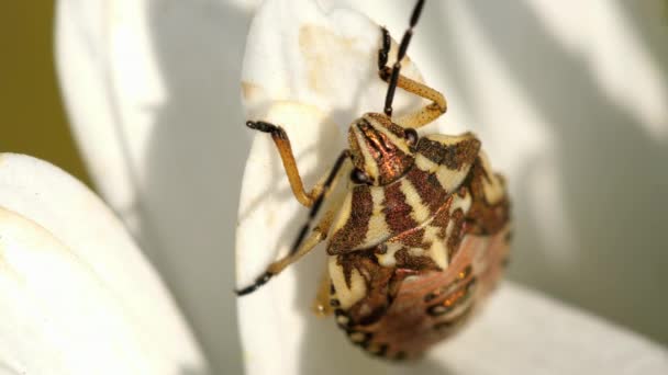 Insectos de mau cheiro marmorados castanhos — Vídeo de Stock