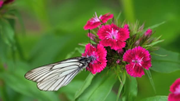 Farfalla bianca venata nera — Video Stock