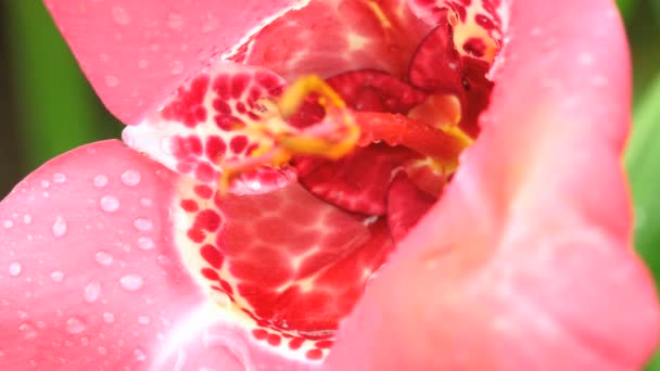 Рожева павільйонна квітка тигра після дощу — стокове відео