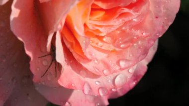 Yağmur ile güzel bir pembe gül closeup damla