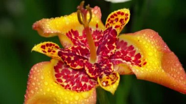 Yağmur sonra portakal Tigridia pavonia çiçek