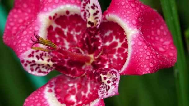 Rosa Tigridia pavonia flor después de la lluvia — Vídeo de stock