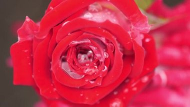 Güzel bir kırmızı gül yağmur ile closeup damla