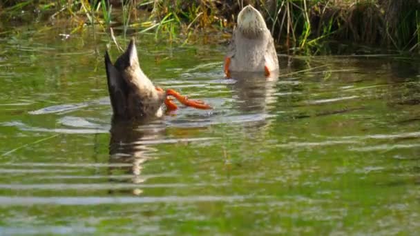 Mergulho de pato Mallard — Vídeo de Stock