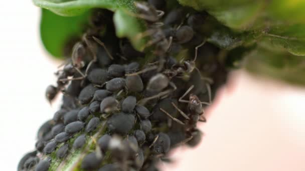 Close-up mieren en bladluizen — Stockvideo