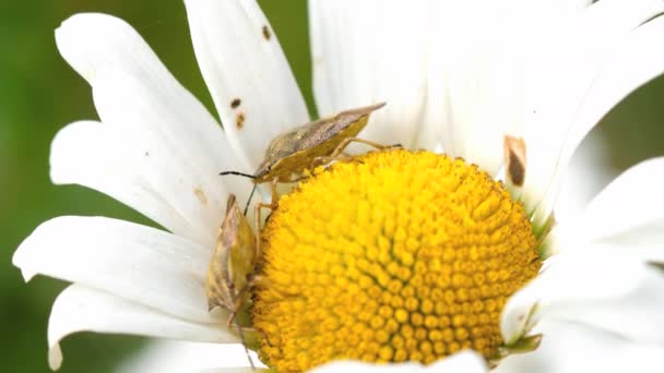 Dvě hnědé Marmorated smradlavého chrobáka — Stock video