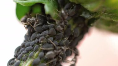 Yakın çekim karıncalar ve yaprak biti