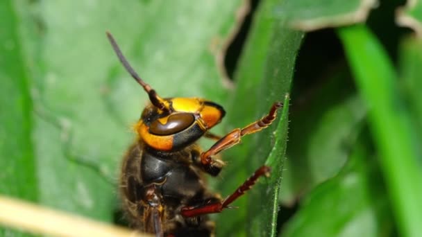 Close-up of a hornet — Stock Video