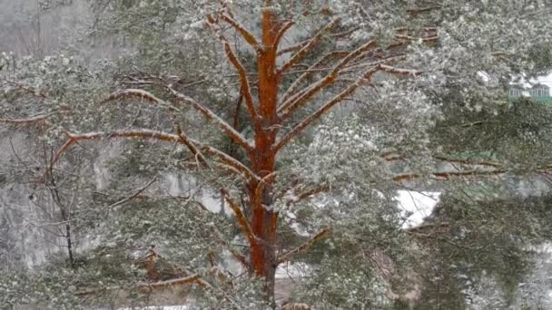 Snow covered pine tree — Stock Video