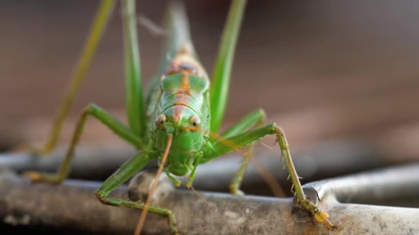 Big green locust male — Stock Video