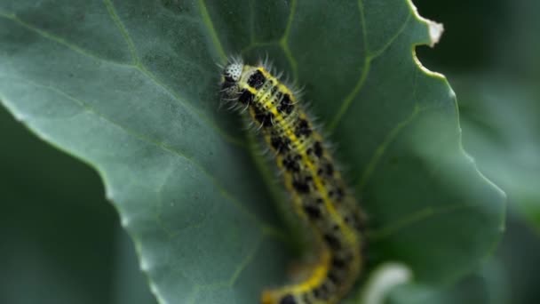 Caterpillar Капустная Белокочанная Бабочка Pieris Brassicae Листе Капусты — стоковое видео