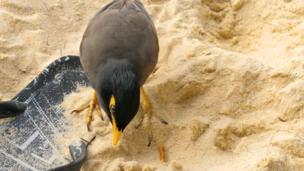 Wspólne Myna - Acridotheres tristis- — Wideo stockowe