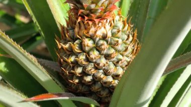ananas Ananas bitki üzerinde büyüyen.