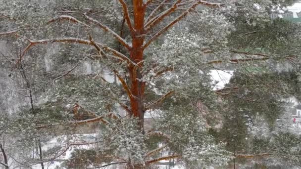 Snow covered pine tree — Stock Video