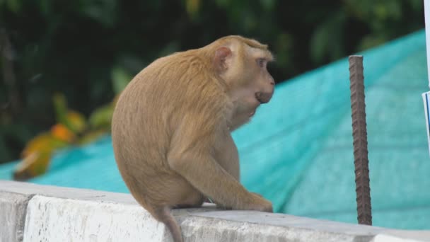 Monkey eat lollipop — Stock Video