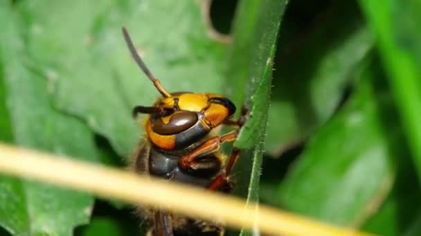 Close-up of a hornet — Stock Video