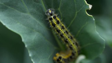 Pieris brassicae larva lahana yaprağı