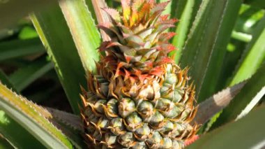 ananas Ananas bitki üzerinde büyüyen.