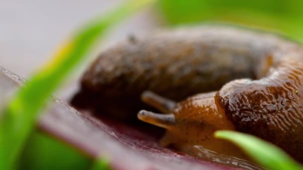 Closeup of brown slug — Stock Video
