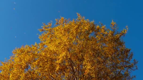 Jesienią drzewa z żółknięcie liści w stosunku do nieba — Wideo stockowe