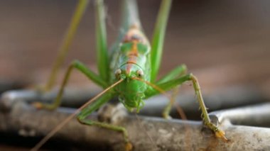 Büyük yeşil çekirge erkek