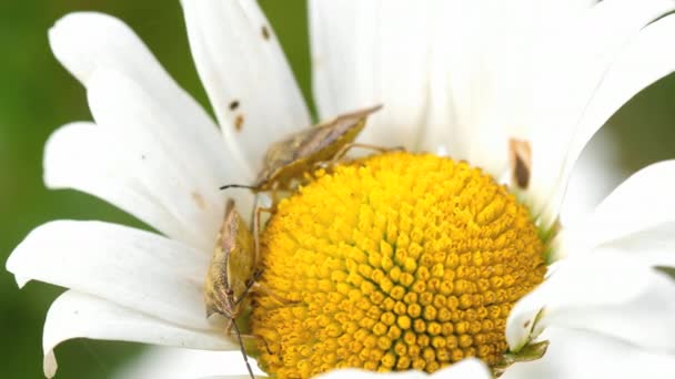 Δύο καφέ Marmorated Stink Bug — Αρχείο Βίντεο