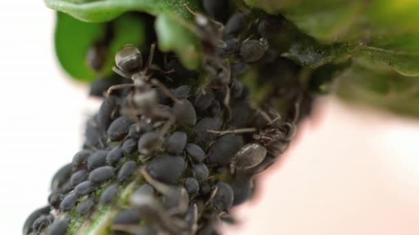 Yakın çekim karıncalar ve yaprak biti — Stok video