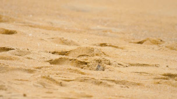 Crab on the sandy beach — Stock Video