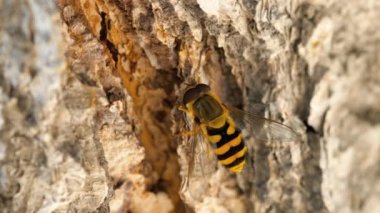 Sarı-siyah hoverfly yakın çekim