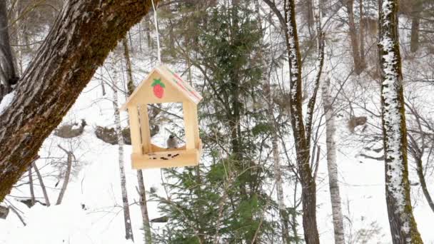 Bird feeder in the park — Stock Video