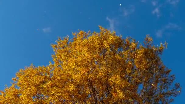 Alberi autunnali con foglie ingiallite contro il cielo — Video Stock