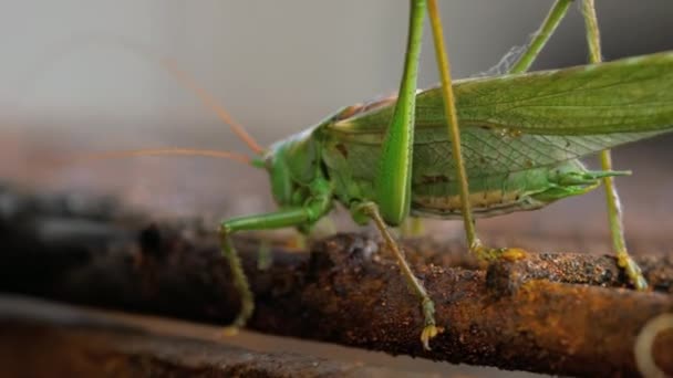Big green locust male — Stock Video