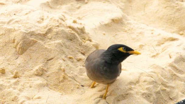 Wspólne Myna - Acridotheres tristis- — Wideo stockowe