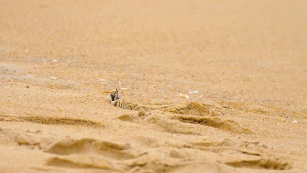 Krab na písečné pláži — Stock video