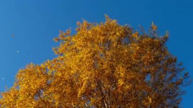 gökyüzü yaprak sararma ile sonbahar ağaçlar