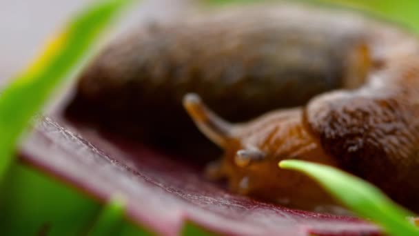 Nahaufnahme einer braunen Schnecke — Stockvideo