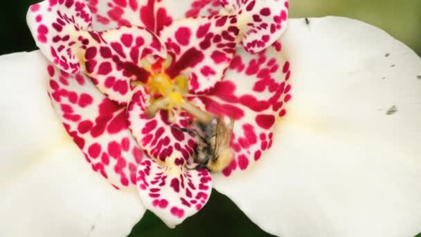 Hommel op wit-roze Tigridia pavonia bloem — Stockvideo