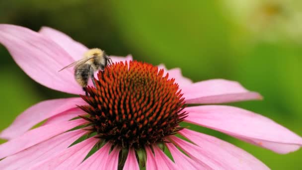 에키네시아 꽃에 꿀벌 — 비디오