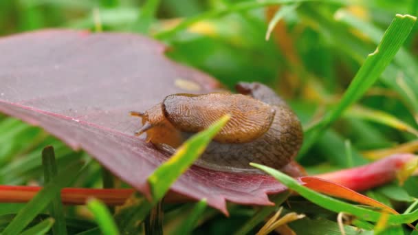 Closeup of brown slug — Stock Video