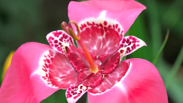 盛开的粉红色 Tigridia Pavonia 花也称为孔雀花 — 图库视频影像