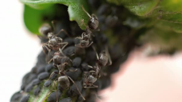 Γκρο Πλαν Ενός Μυρμήγκια Και Αφίδες Στο Μίσχο Λουλουδιών — Αρχείο Βίντεο