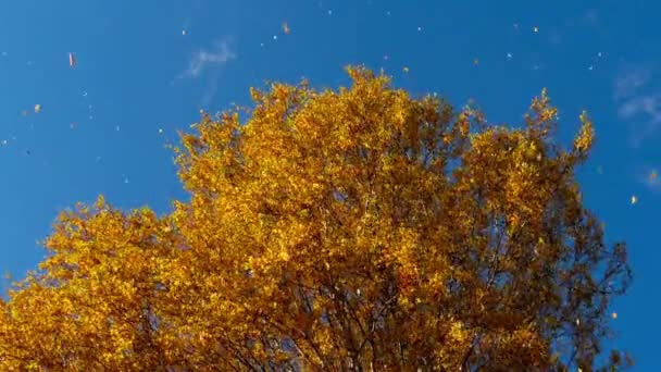 Árboles otoñales con hojas amarillentas contra el cielo — Vídeo de stock