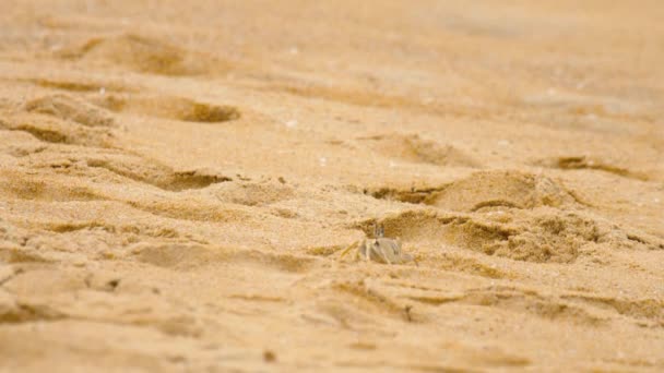 Caranguejo na praia de areia — Vídeo de Stock