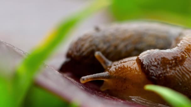 Nahaufnahme einer braunen Schnecke — Stockvideo