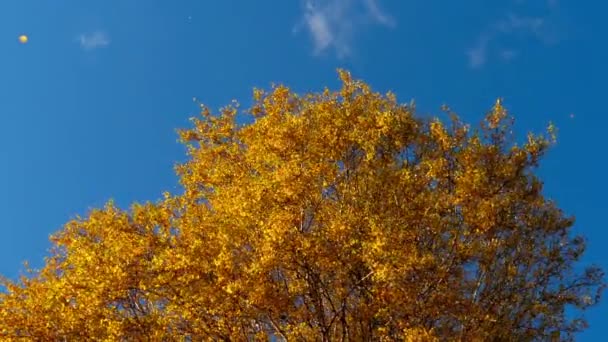 Arbres d'automne aux feuilles jaunies contre le ciel — Video