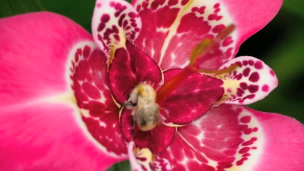 Hummel an rosa Tigridia Pavonia Blume — Stockvideo