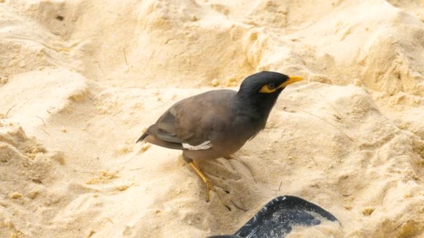 Gemeiner myna -acridotheres tristis- — Stockvideo