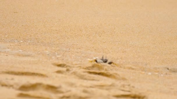 Krabbe am Sandstrand — Stockvideo